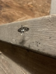 Desmia funeralis