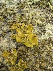 Lecanoromycetes