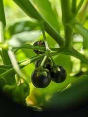 Solanum emulans