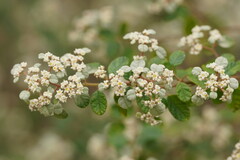 Spyridium parvifolium