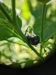 Solanum emulans