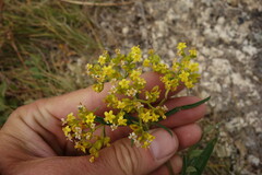 Patrinia rupestris
