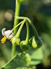 Solanum emulans
