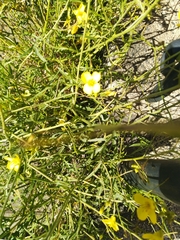 Diplotaxis tenuifolia