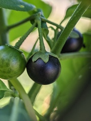 Solanum emulans