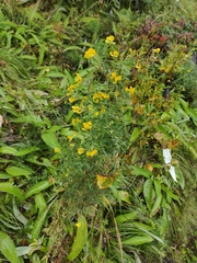 Lathyrus pratensis