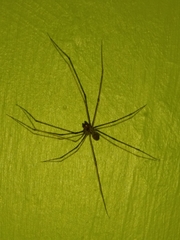 Physocyclus globosus