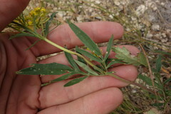 Patrinia rupestris
