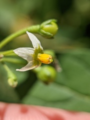 Solanum emulans