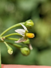 Solanum emulans