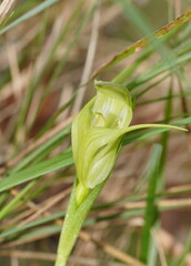 Pterostylis alpina