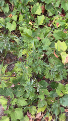 Artemisia absinthium