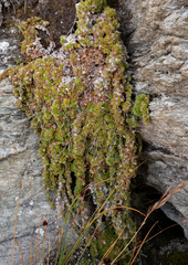 Saxifraga bryoides