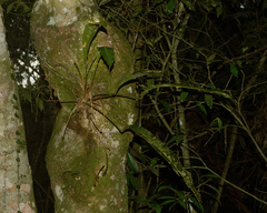 Anthurium gaudichaudianum