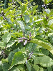 Clematis heracleifolia