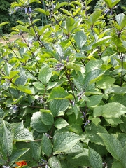 Clematis heracleifolia