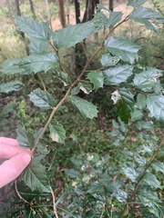 Aphananthe philippinensis