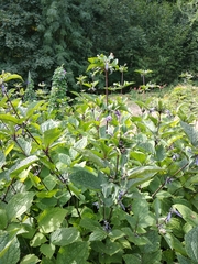 Clematis heracleifolia