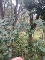 Aphananthe philippinensis