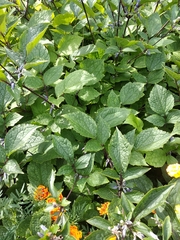 Clematis heracleifolia