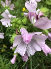 Malva moschata
