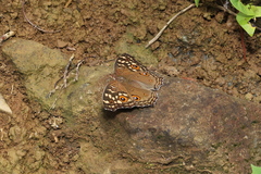 Junonia lemonias