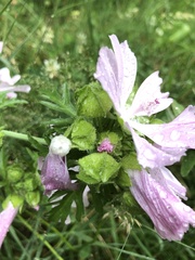 Malva moschata