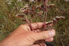 Goniolimon speciosum