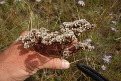 Goniolimon speciosum