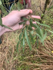 Corymbia tessellaris