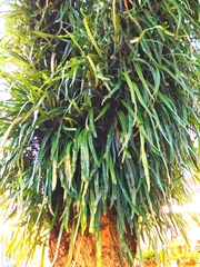 Pyrrosia longifolia