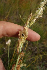 Coccinula quatuordecimpustulata