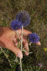 Echinops latifolius