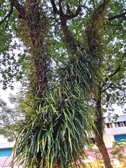 Pyrrosia longifolia