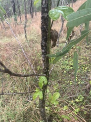 Corymbia tessellaris