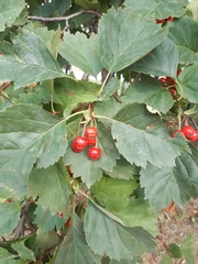 Crataegus sanguinea