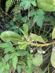 Scaevola taccada