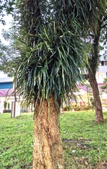 Pyrrosia longifolia