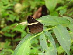 Abisara fylla