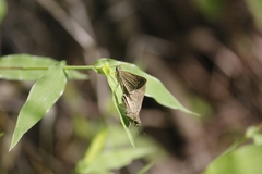 Borbo cinnara