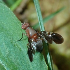 Delphinia picta