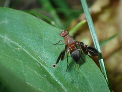 Delphinia picta