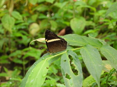 Abisara fylla