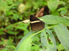 Abisara fylla
