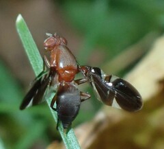 Delphinia picta