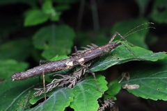 Neohirasea