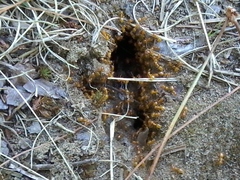 Lasius