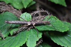 Neohirasea