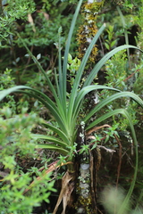 Kniphofia vandeweghei