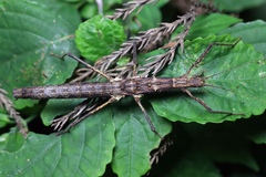 Neohirasea